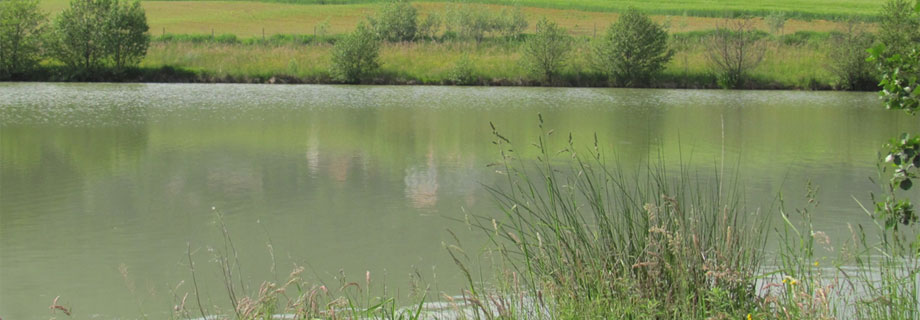 Ribnik Hoče-Univerza